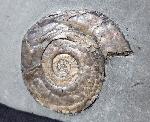 Psiloceras planorbis (SOWERBY 1824) - Bild © FossNet FossilienStore